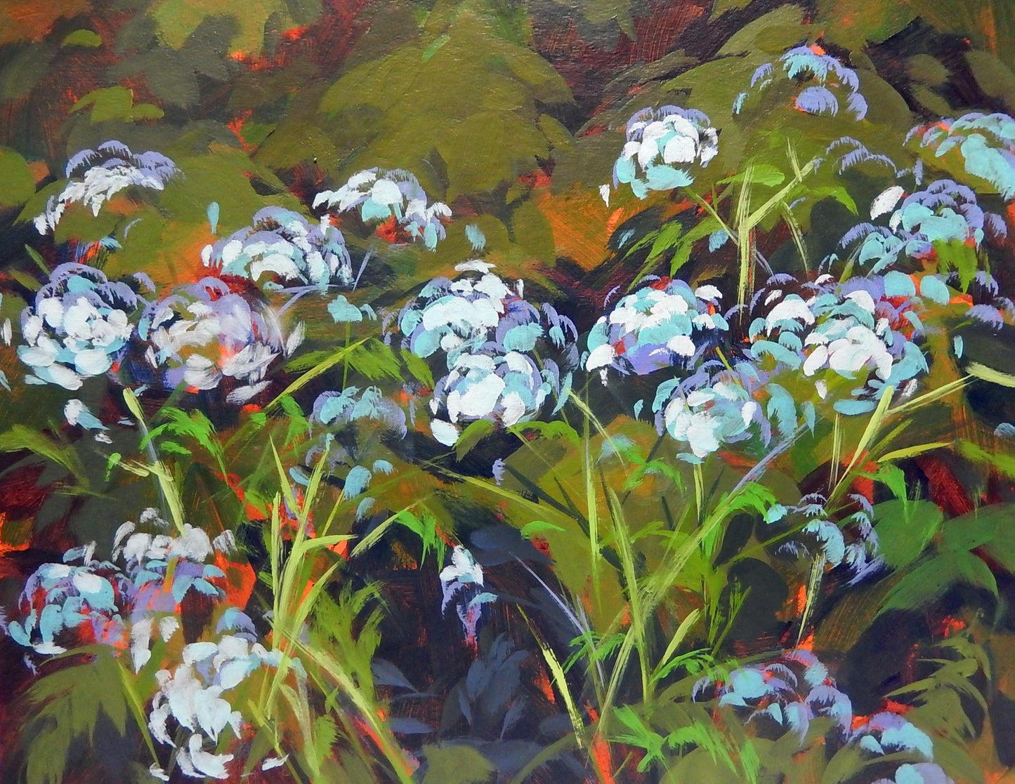 Cow Parsley
