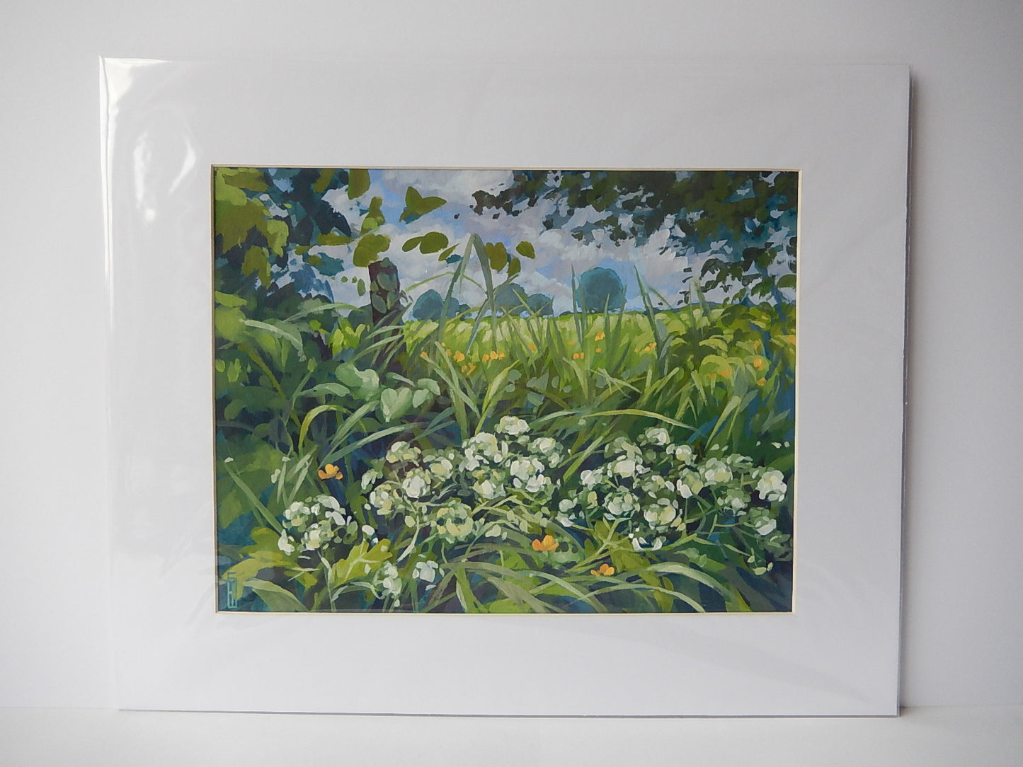Cow Parsley