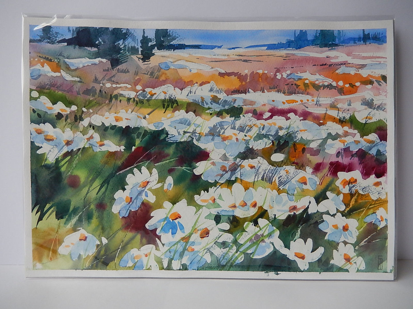 Wild Daises