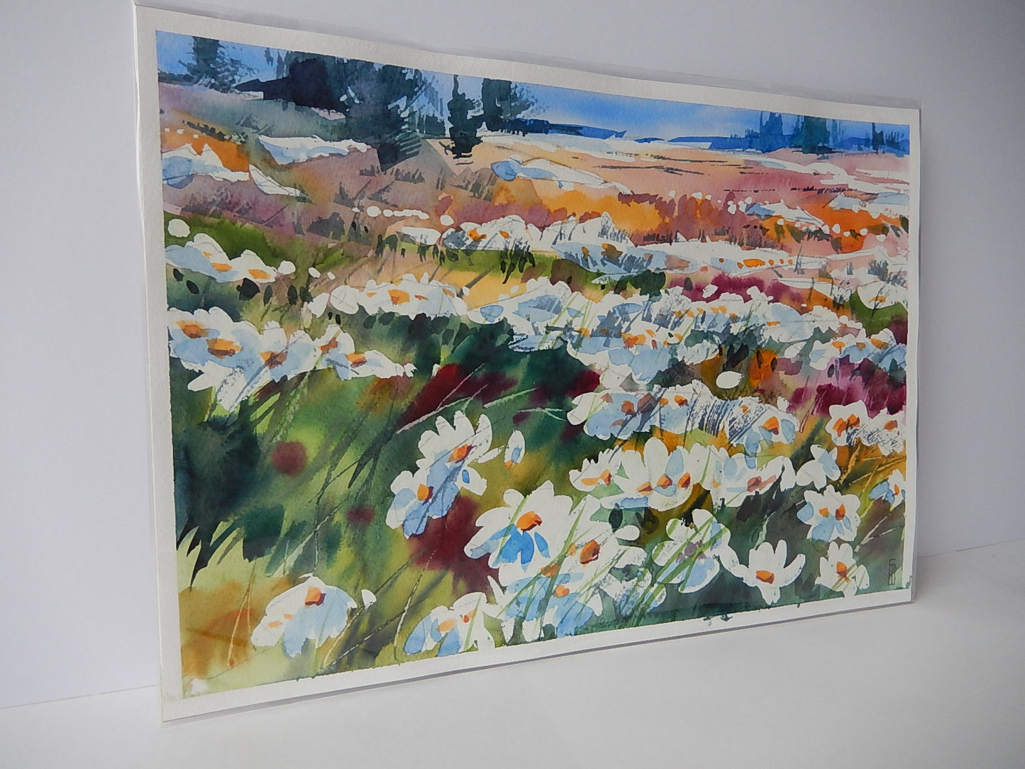 Wild Daises