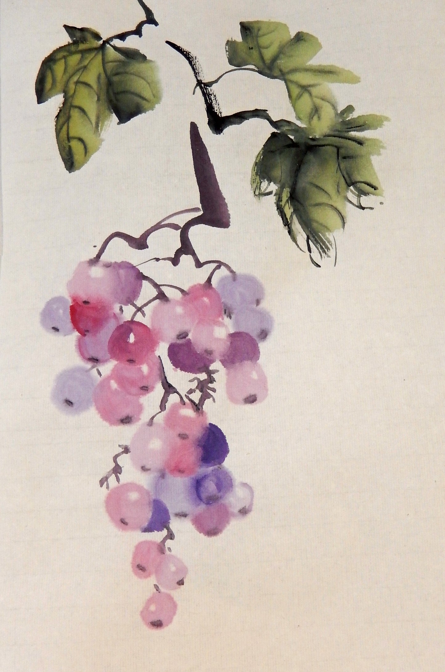 Grape vine