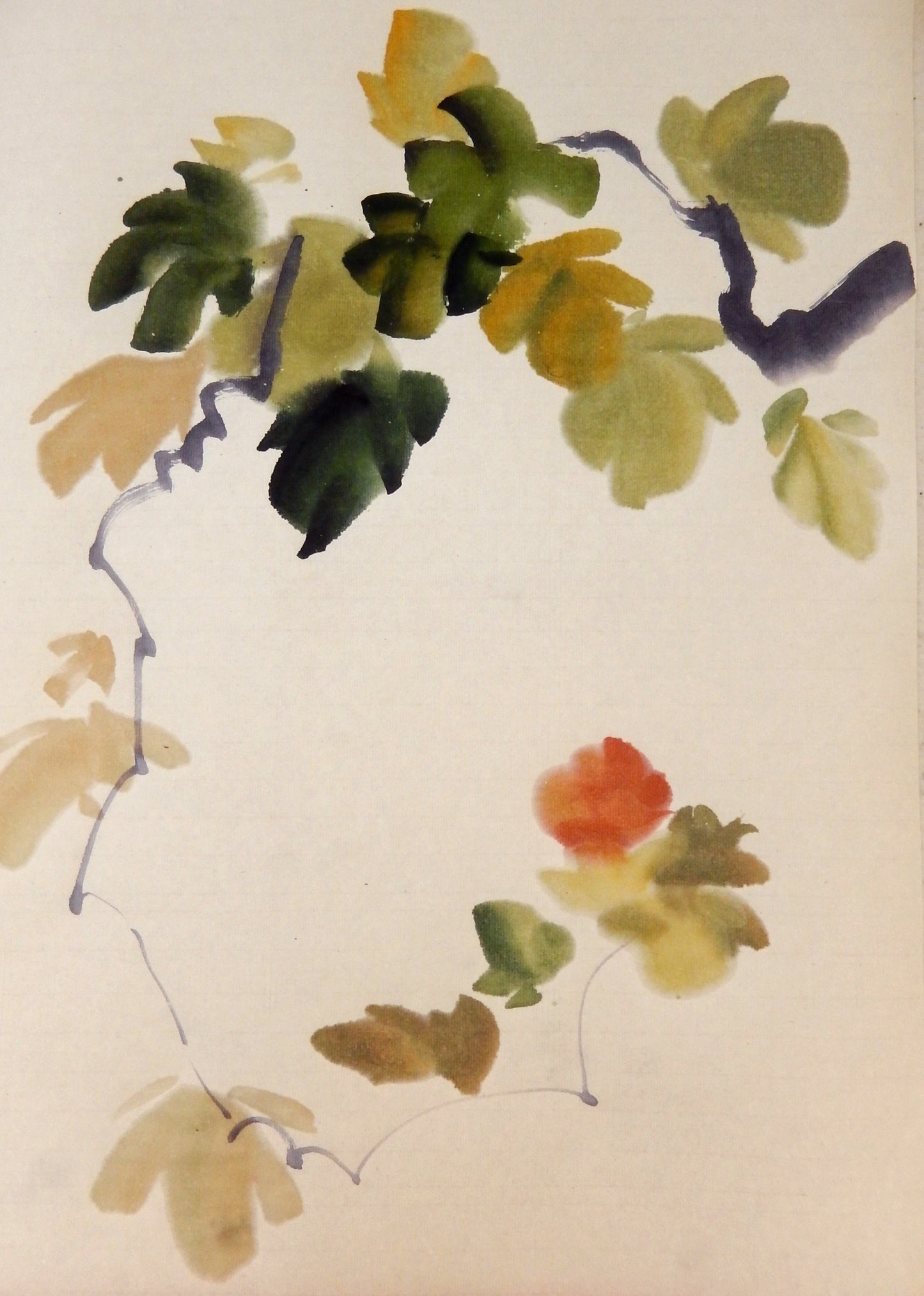 Grape vine