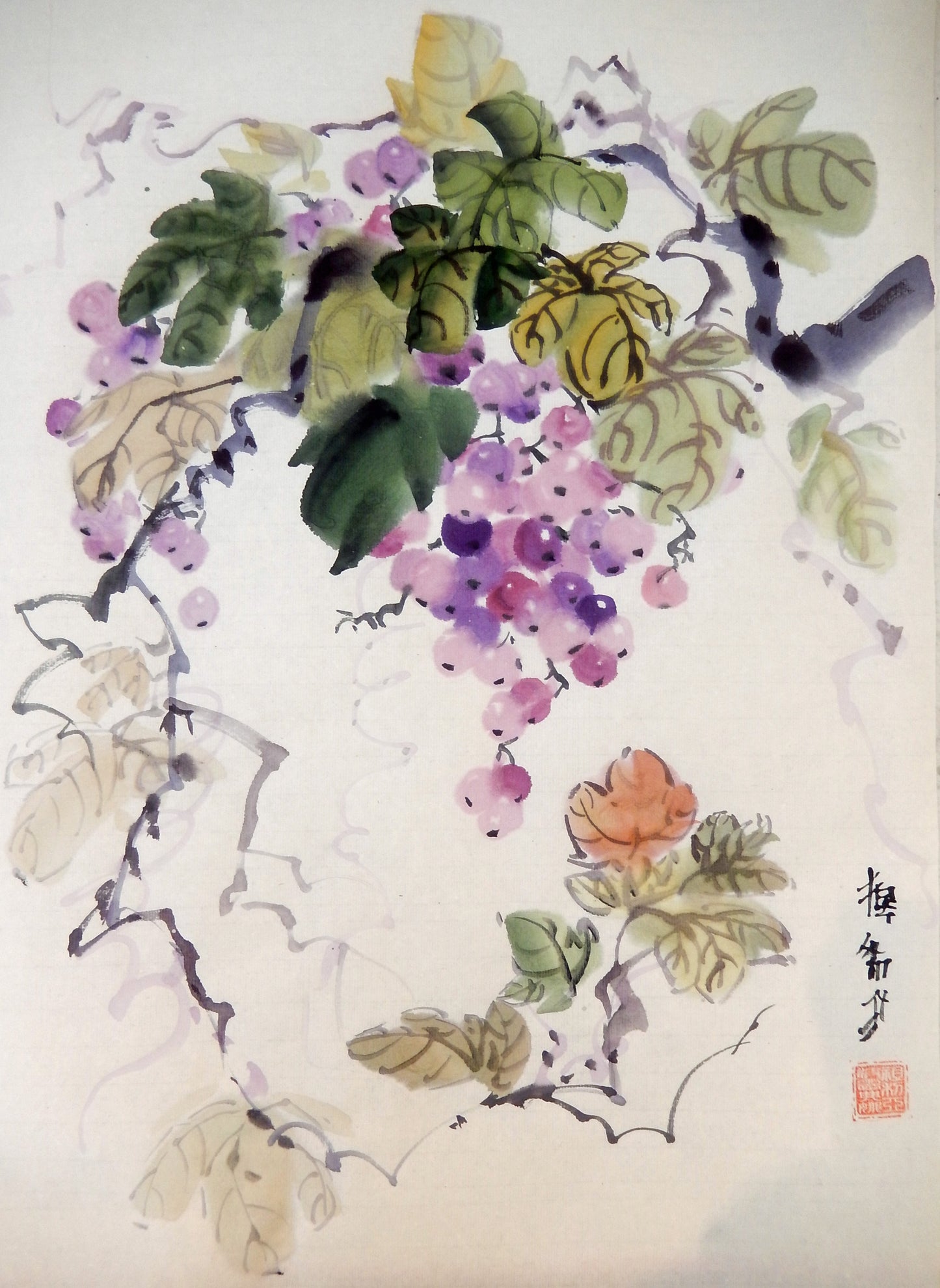 Grape vine