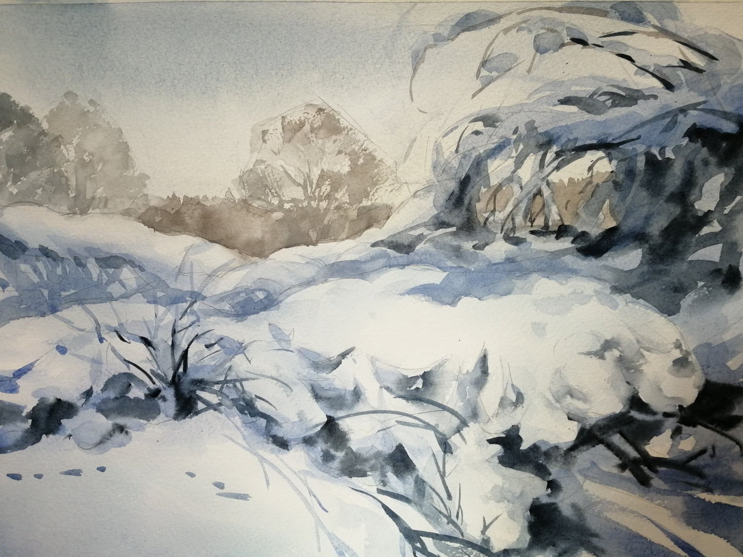 Snowy Veil over Hedgerows