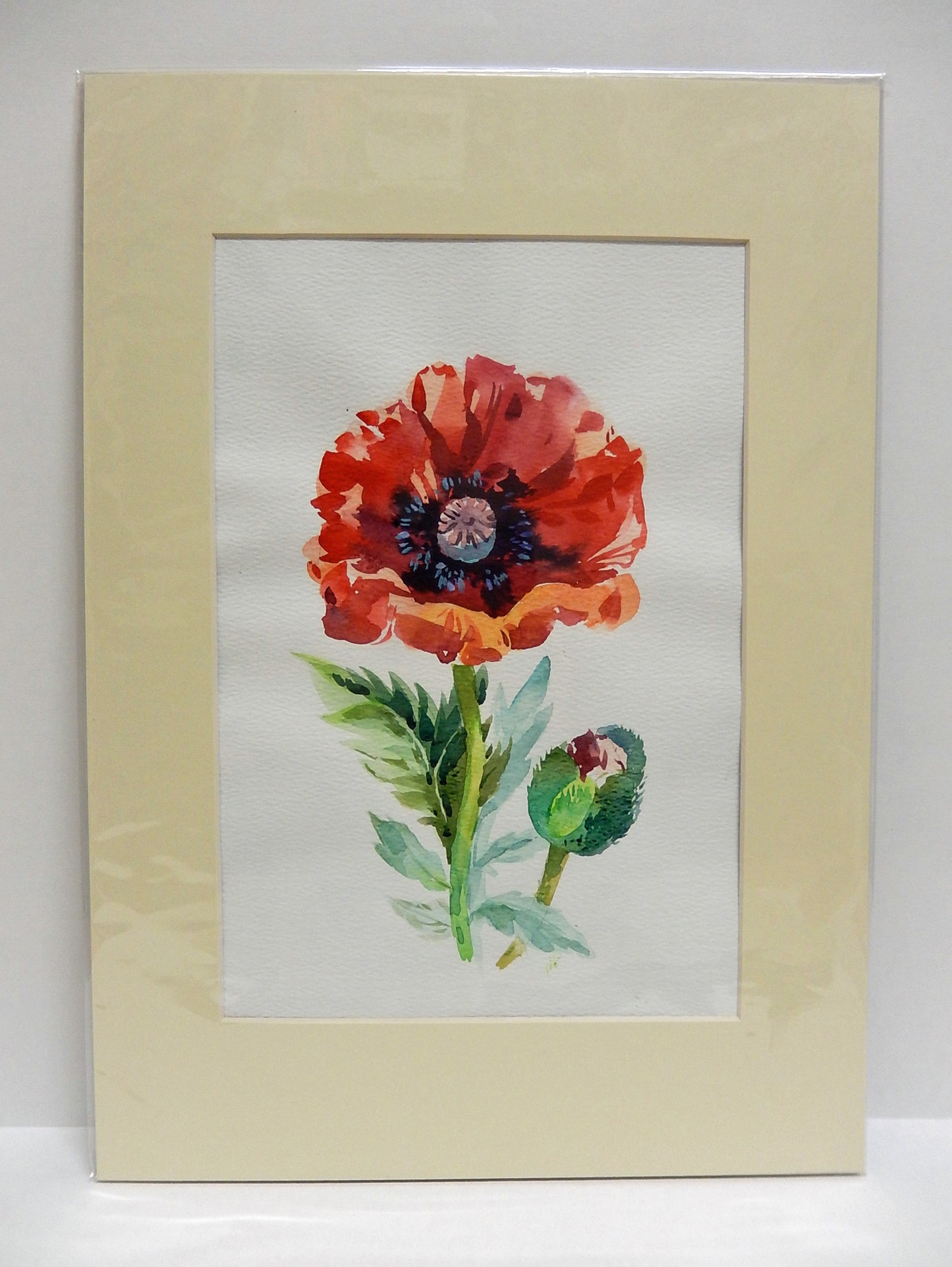 Poppy