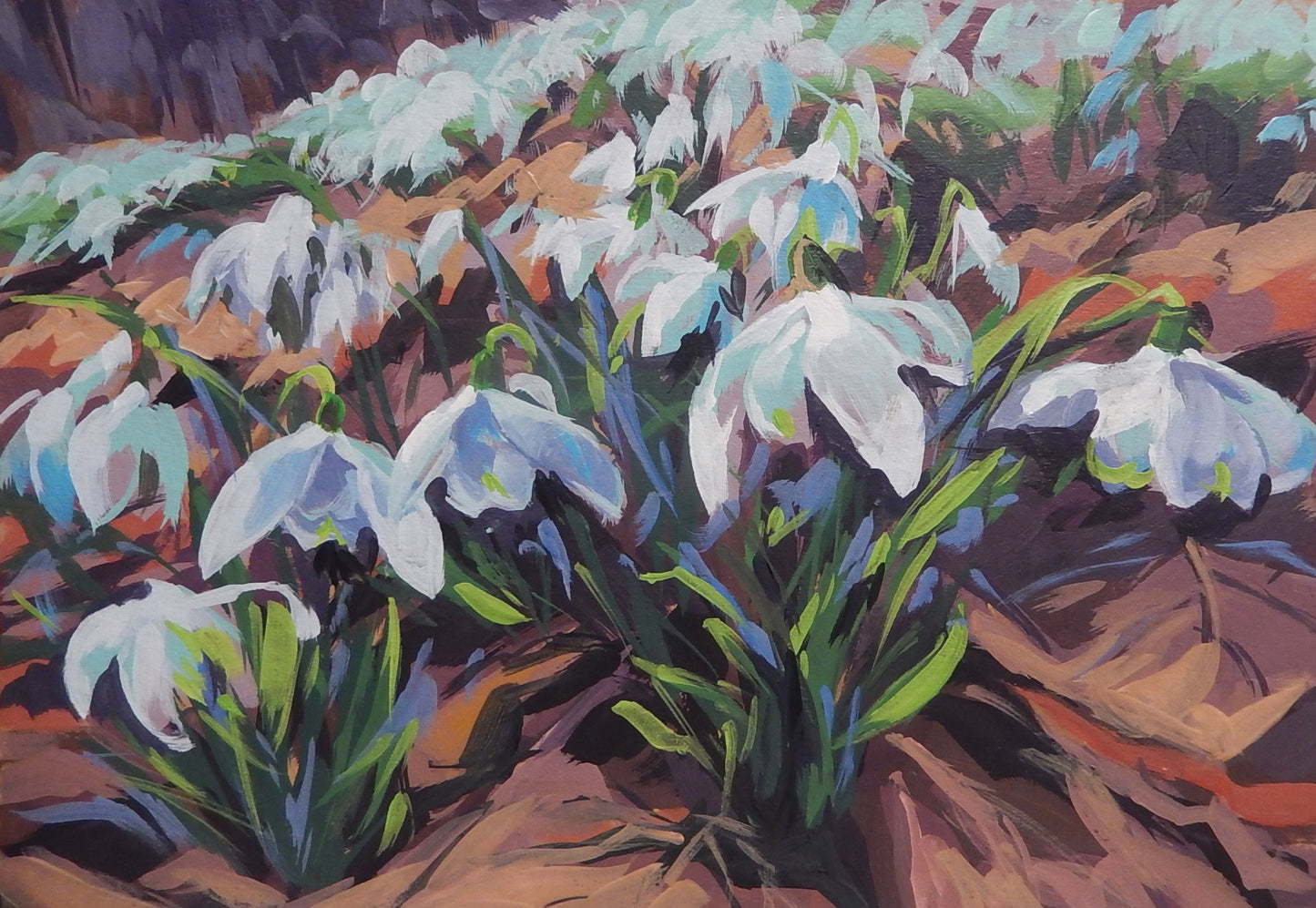 Snowdrops at Denby Woods