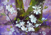 Blackthorn blossom (greeting card)