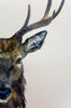 Young stag