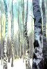 Birch Tree Forest (Giclée Print)